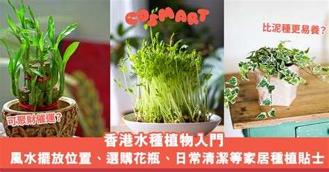 香港水種植物|水種植物新手入門！ 15 種室內植物推薦 種植好處/開運寓意/風格。